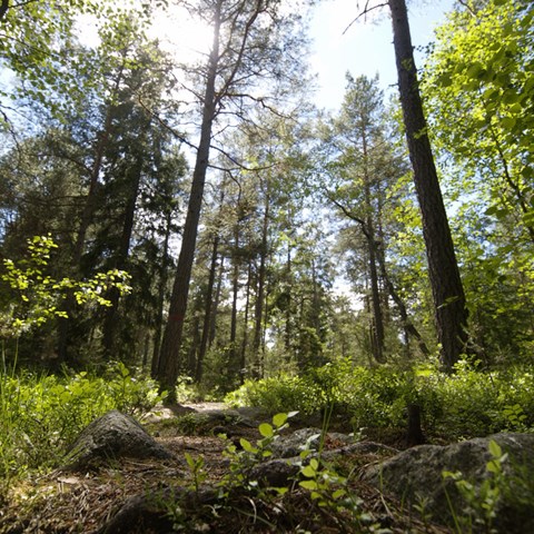 Foto av skog taget från marken upp mot trädtoppar och blå himmel.