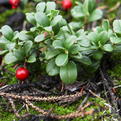Close up of lingonberry plant with berries. Photo.