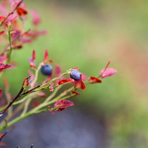 Närbild på blåbär på en gren. Foto.